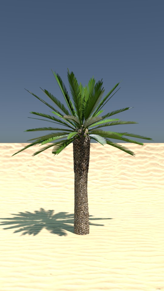Palm Tree