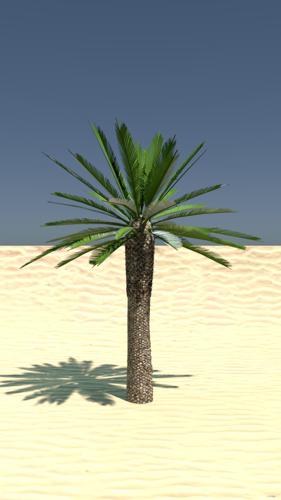 Palm Tree