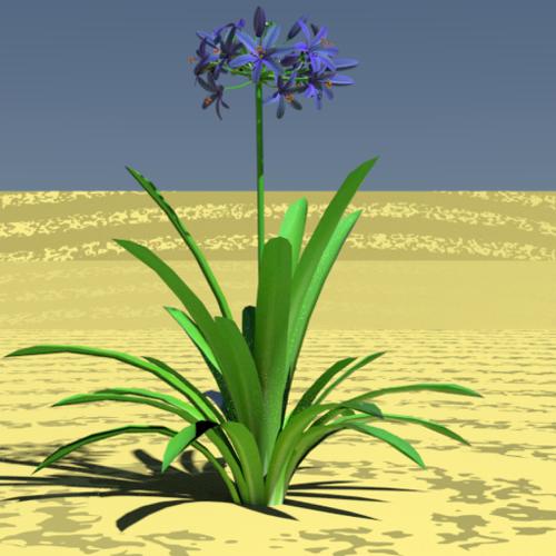 Agapanthus