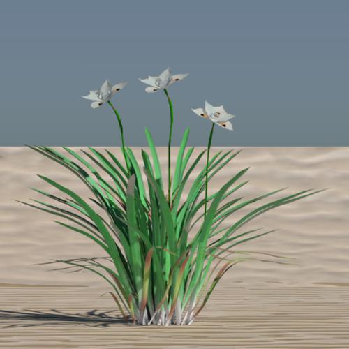 Dietes Bi-colour