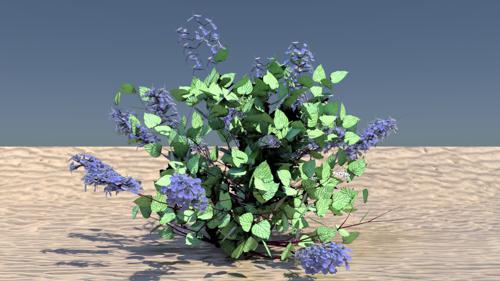 Plectranthus  fruticosa