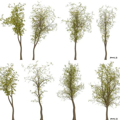 Tree Texture - II