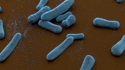 Bacteria on Scanning Electron Microscope