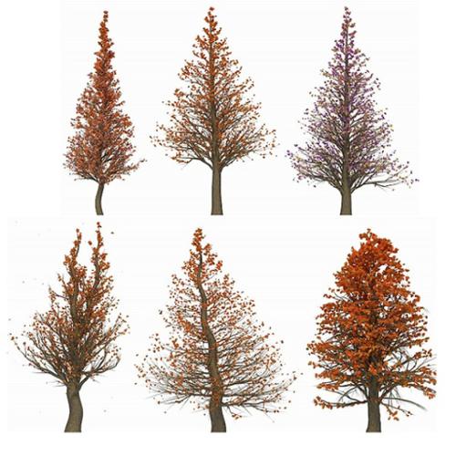 Image Tree Texture III