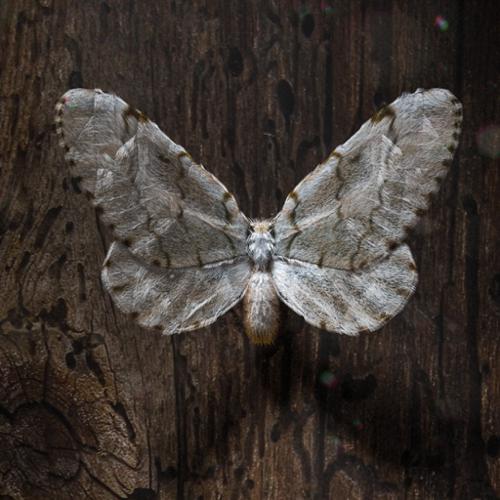 moth