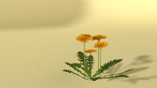 Loewenzahn, Taraxacum offficinale