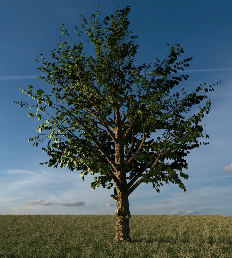 The Tree Primary