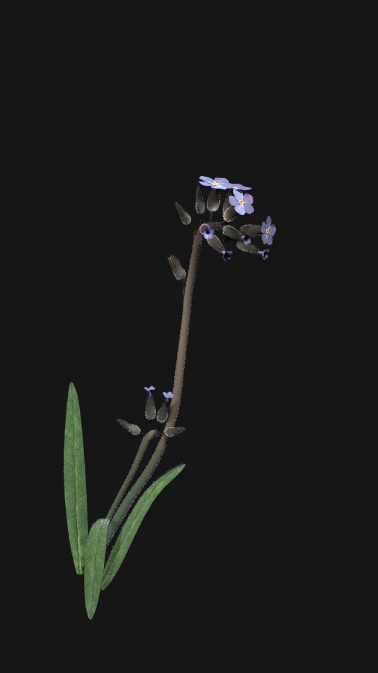 myosotis, Vergissmeinnicht