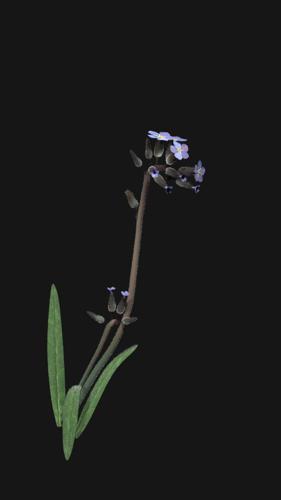 myosotis, Vergissmeinnicht