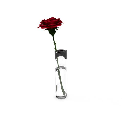 Rose in glass vase