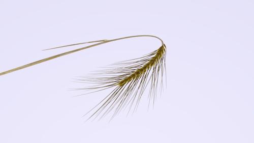 Wheat Plant. Dry