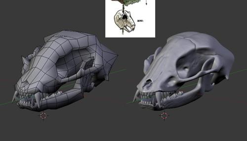 Raccoon Skull