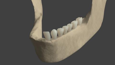 Lower Jawbone and teeth