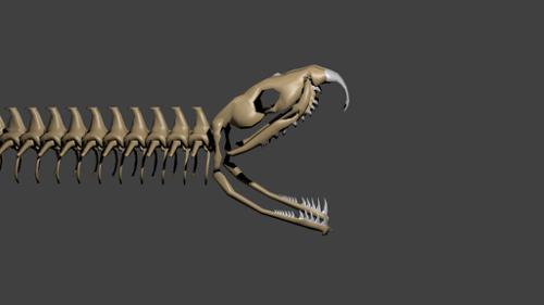 Snake Skeleton
