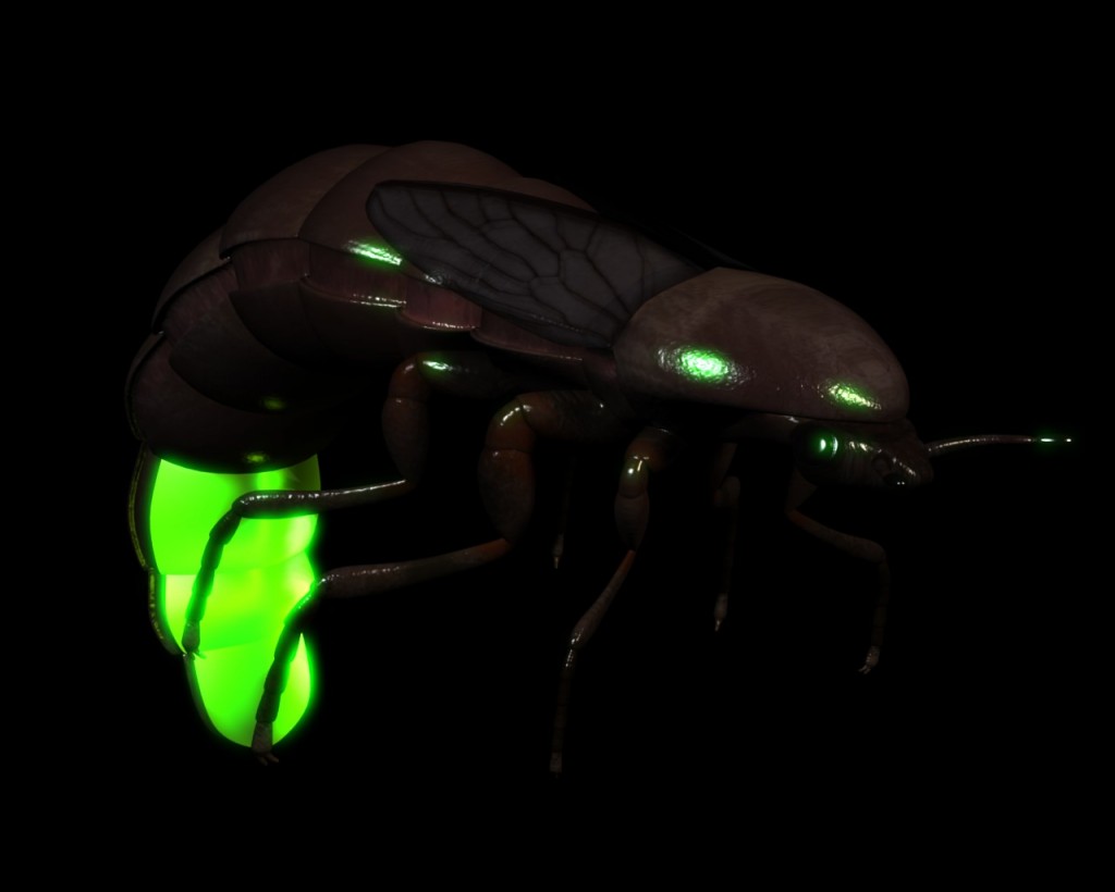 Glow worms