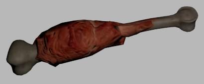 Chicken / turkey leg bone with meet