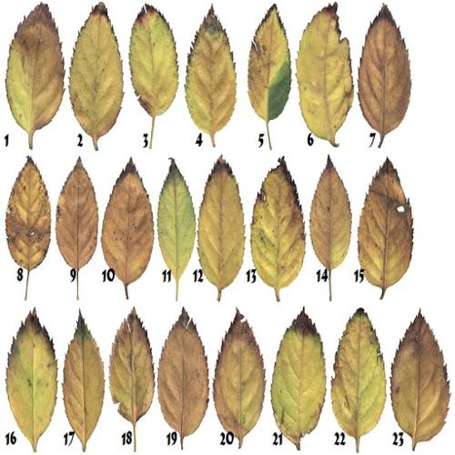 23 Rose Leaves Textures with BumpMap