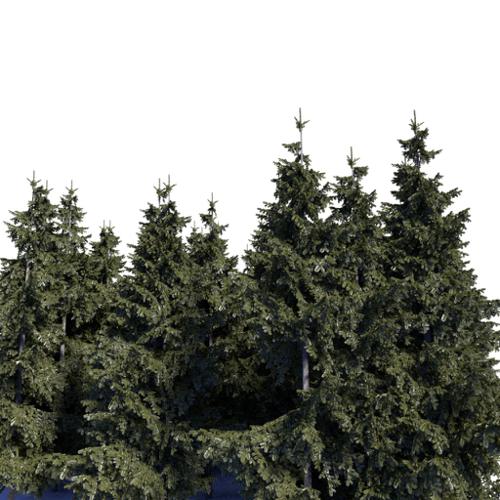 Background spruces
