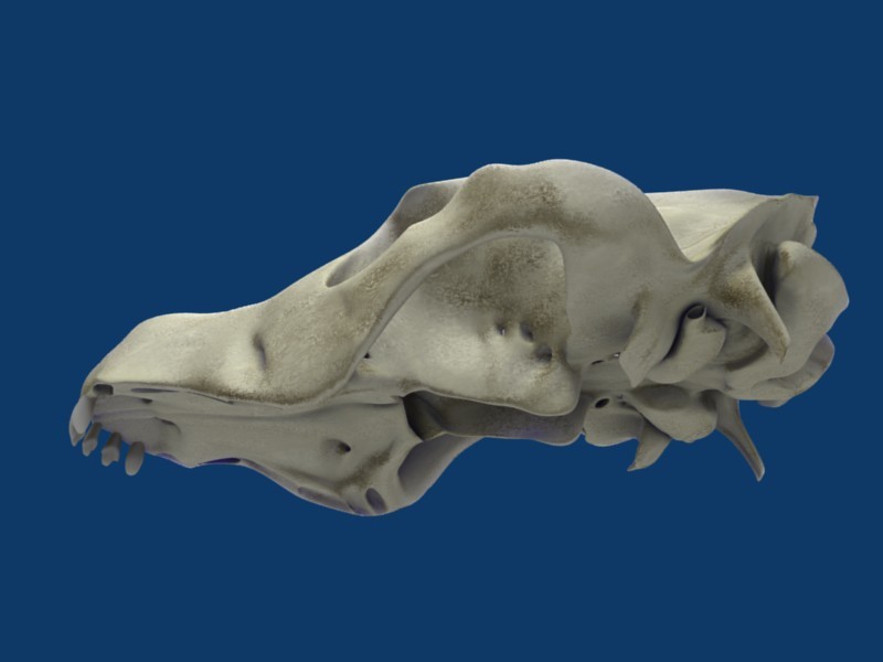 maren creatures dogskull