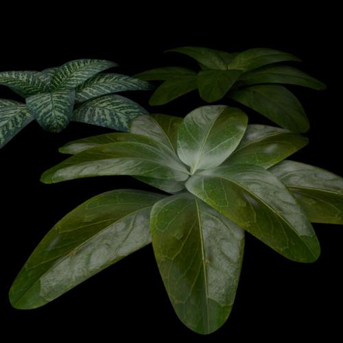 Leaves