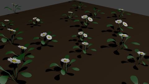 Daisy Flowers