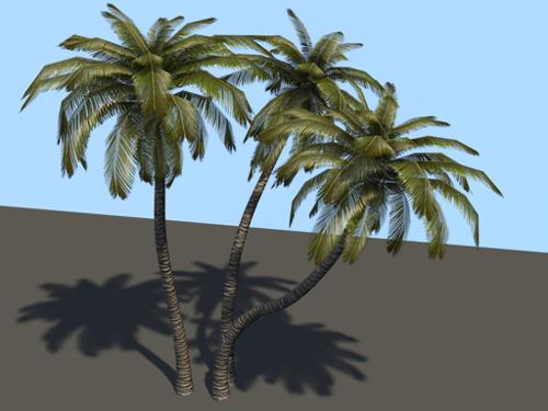 3 Palm Trees (Low Poly + LoD)
