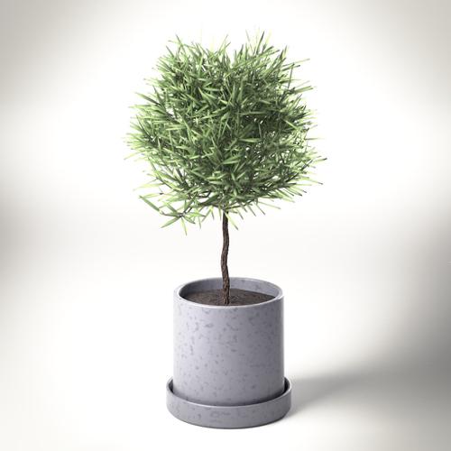 Decorative Plant in a pot