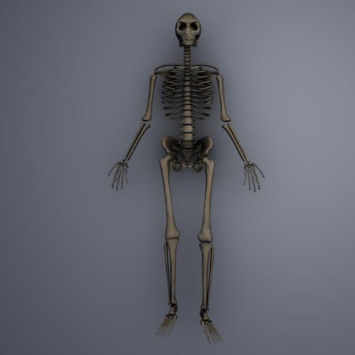 simon creature skeleton