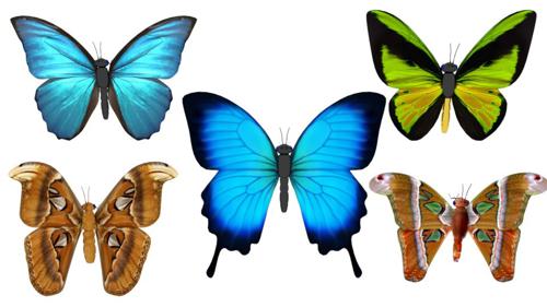 Butterfly