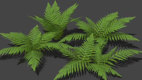 4 Fern Models (Low Poly + LoD)