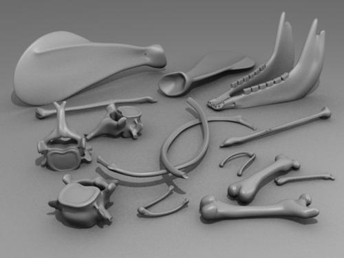 Bones