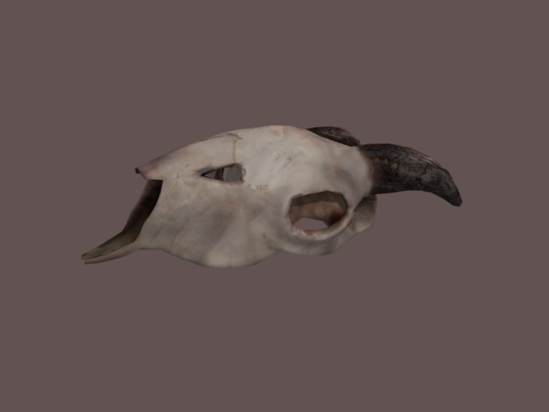 Goat Skull