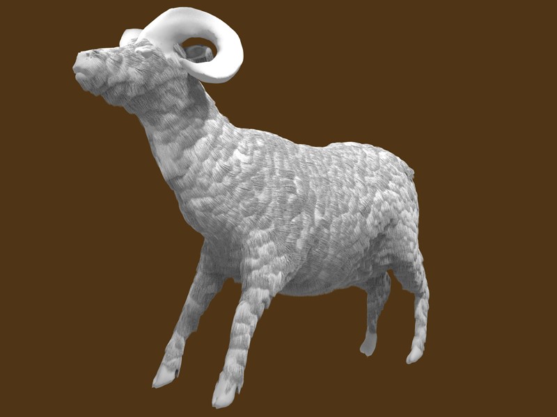 Ram Sheep