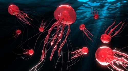 Pink Jellyfish Swarm