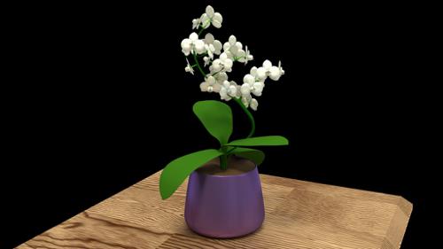 Orchids