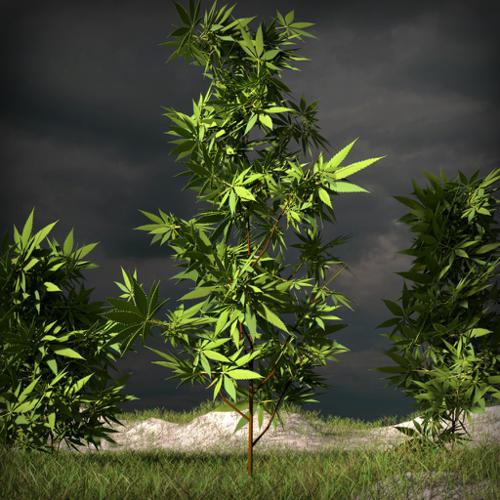 Hemp, Weed, Cannabis Sativa