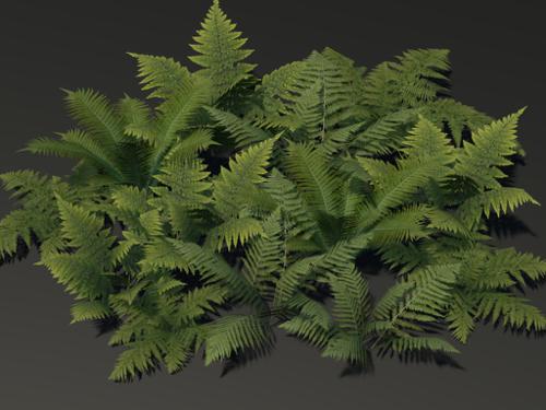 Low Poly Fern Models