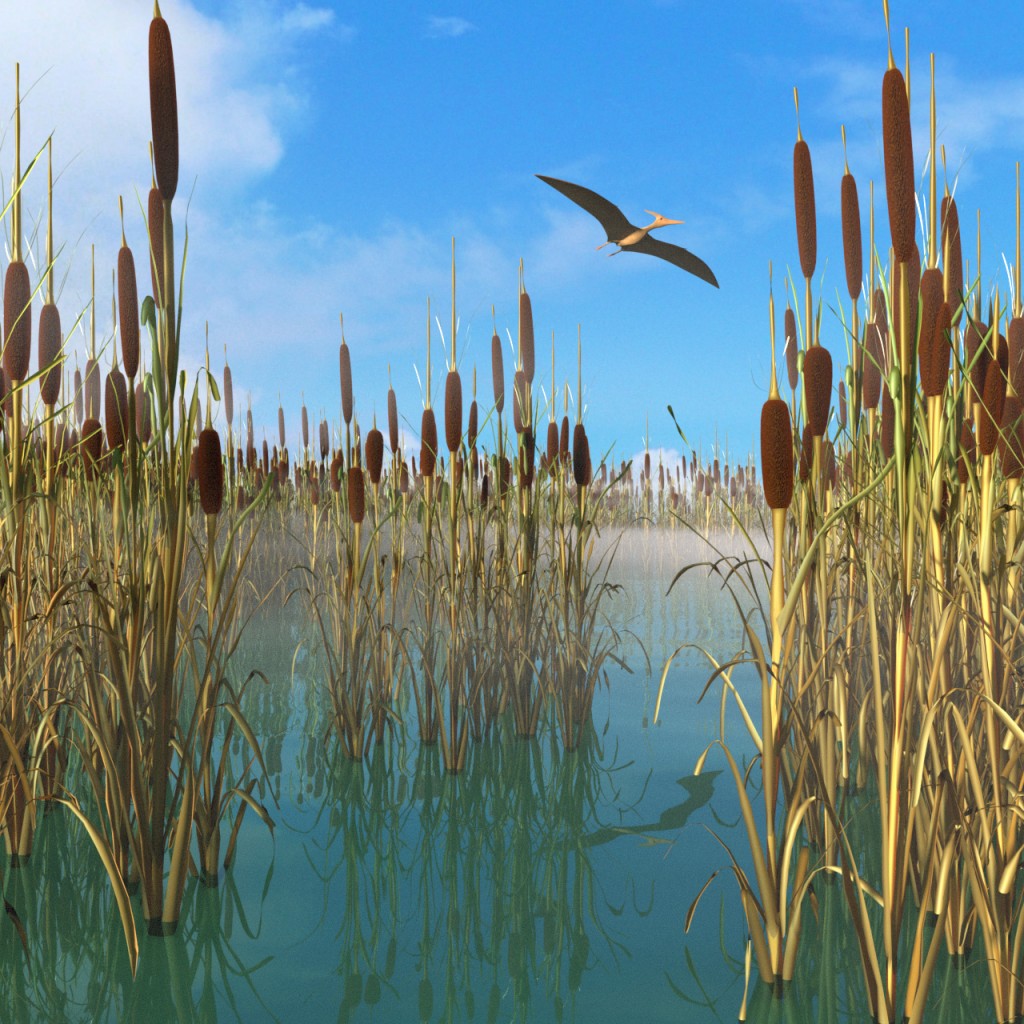 Reed, Cattail, Bulrush, Corn Dog Grass