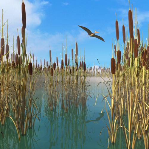 Reed, Cattail, Bulrush, Corn Dog Grass