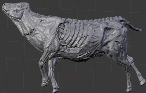 carcass of a cow