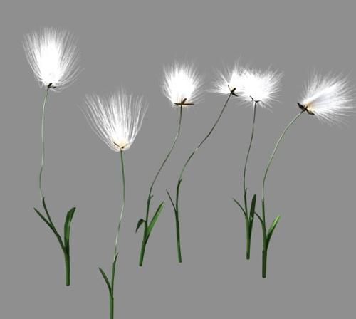 tundra cotton grass