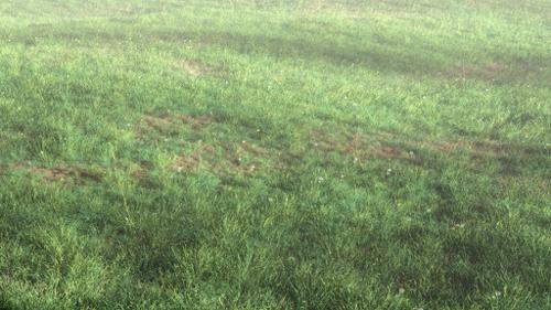 Realistic Grass Field