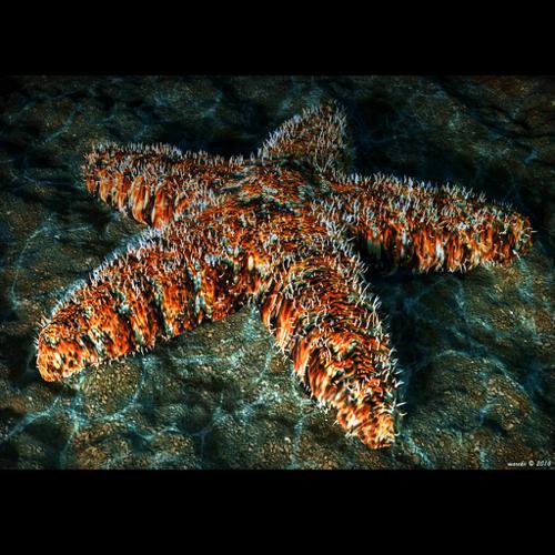 Starfish - Seastar - Asteroidea