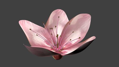 Peach tree flower