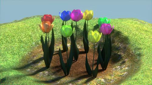 randomly colored tulips