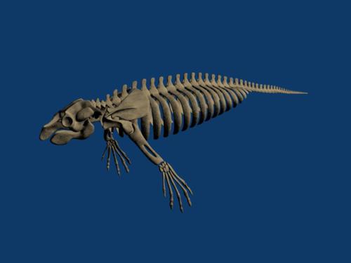 Bones of manatee