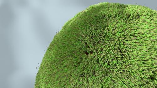 Moss With Sporophyte
