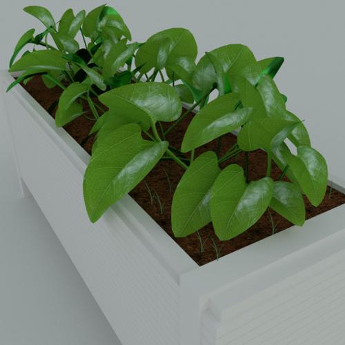 plantie