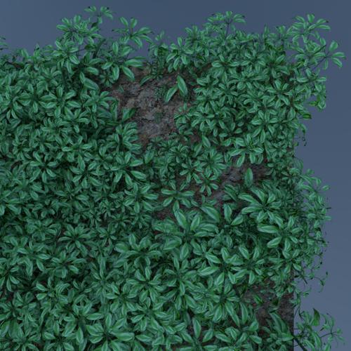 Island foliage