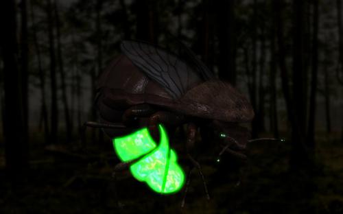 Glow Worms final